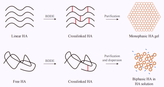 Chati yo khuluka leyi pimanisaka endlelo ra vuhumelerisi bya gel ya hyaluronic acid ya monophasic vs biphasic hyaluronic acid .