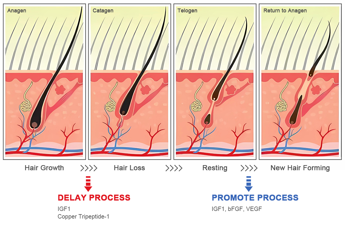 The process details of AOMA Anti Hair Loss solution