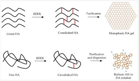 Cross-Linked VS Non-Cross-Linked Hyaluronic Acid.jpg