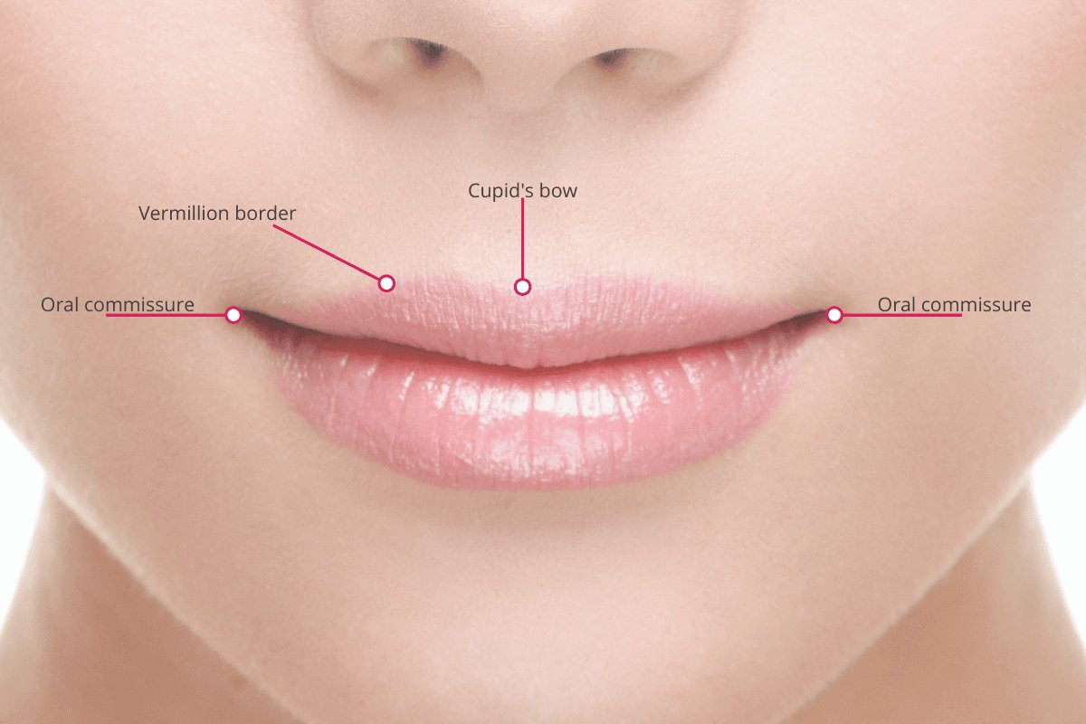lip-anatomy-oral-commissure.jpg